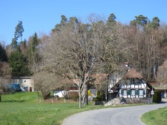 Gottesdienst unter dem Nussbaum