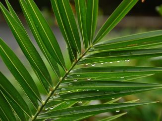 Palmsonntag mit "goldener Konfirmation"
